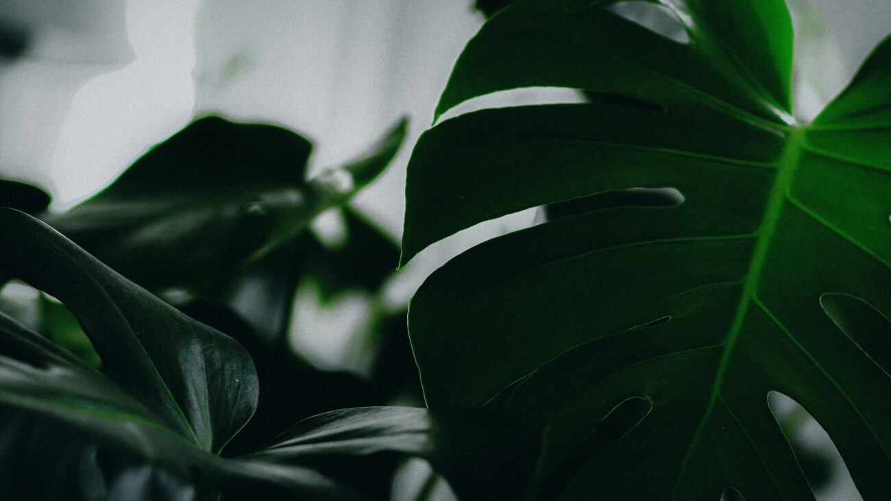 image showing green leaf from real plants